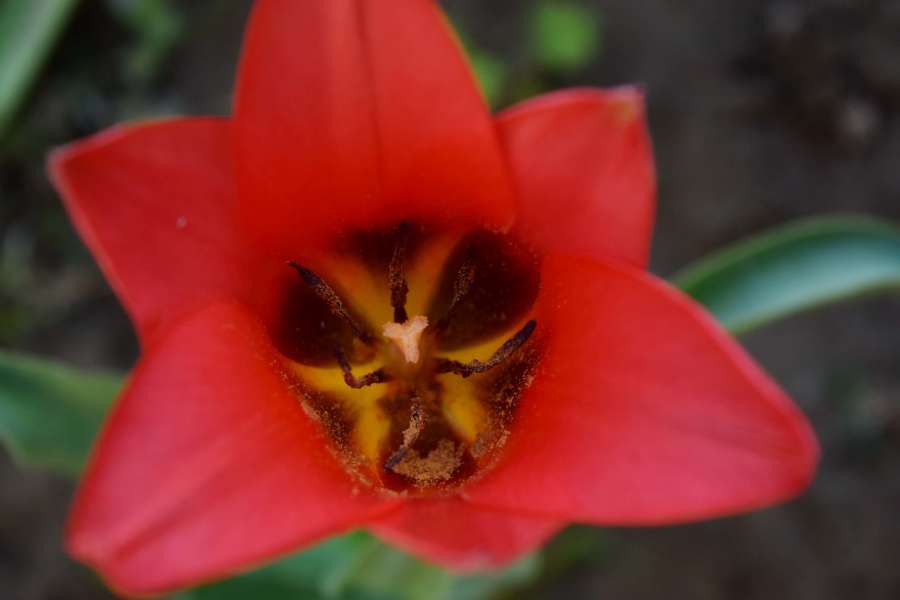 close-up, pistil, pollen, red, tulip, petal 