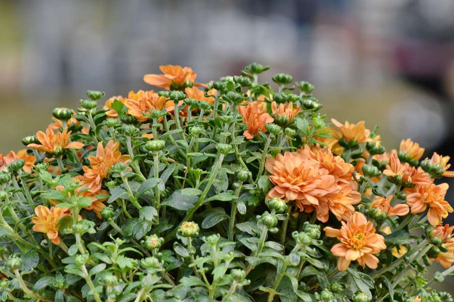 blur, bouquet, flowers, orange yellow, bloom 