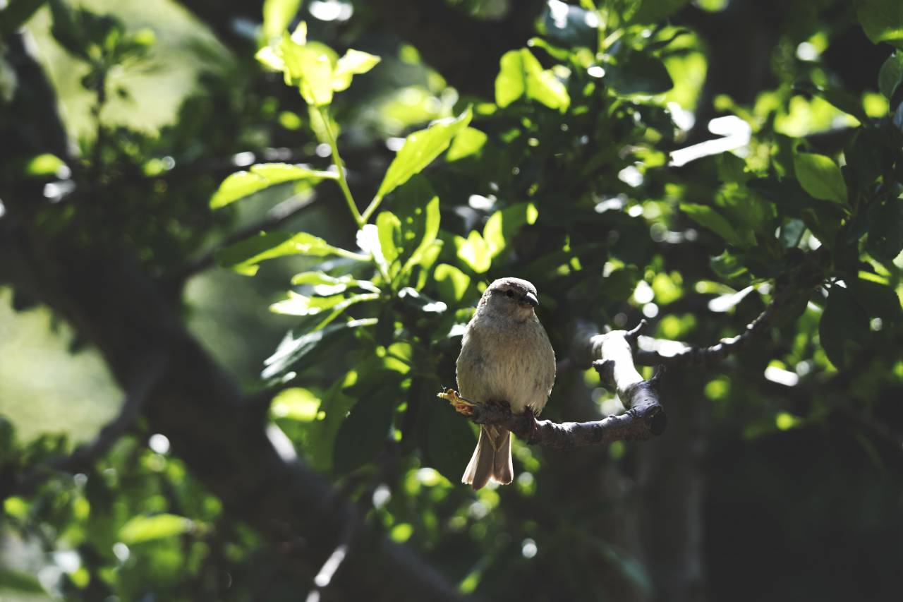 animals, birds, perched, sit, trees, branches, leaves, still, bokeh
, 