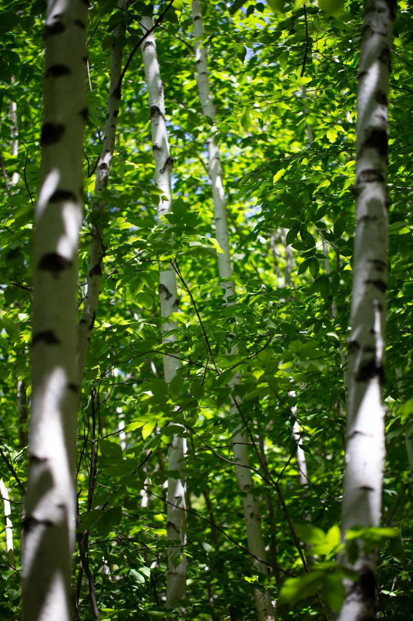 birch, trees, summer, spring, forest, leaves, growth, green, white, bark, nature, tree, scenery, sunlight, branches, hiking
, 