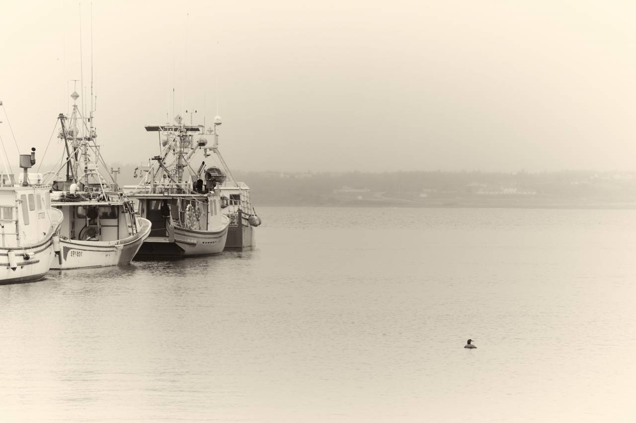 boats, water, harbor, marina, bay, boat, loon, coast, ocean, sea, nautical, transport, calm, sepia, duck, bird, fog, mist, vintage
, 