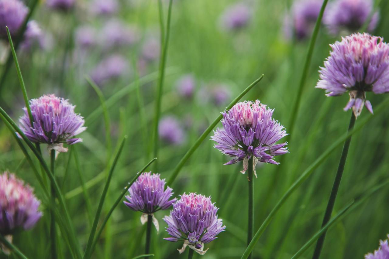 chives, blossom, garden, nature, wild, purple, bloom, plants, botanical, close up, ingredient
, 