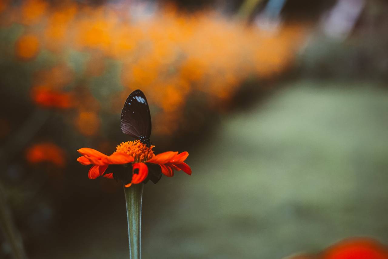 Flor, difuminar, pétalo, néctar, mariposa, insecto,