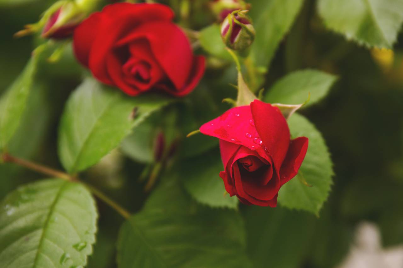 🥇 Imagen de flores naturaleza flores tallos tallos pétalos rojos ...