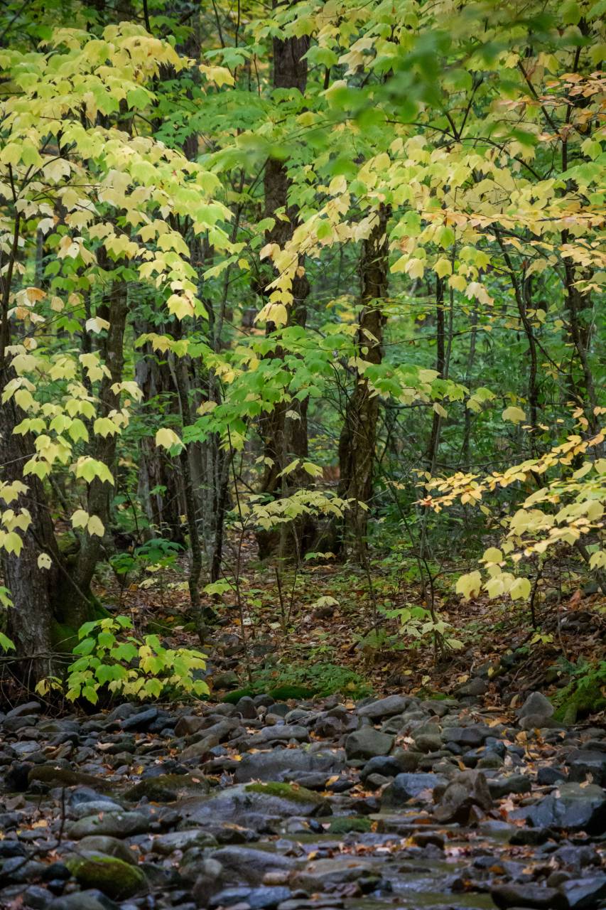 forest, path, nature, trees, branches, leaves, stone, rock, footpath, woods, outdoors, wanderlust, foliage
, 