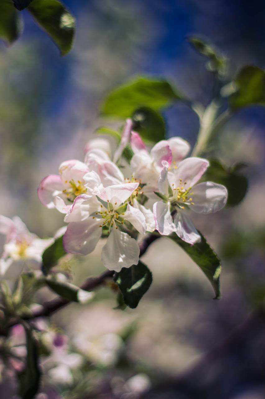 green, leaf, plant, nature, blur, white, petal, flower, bloom, bokeh
, 