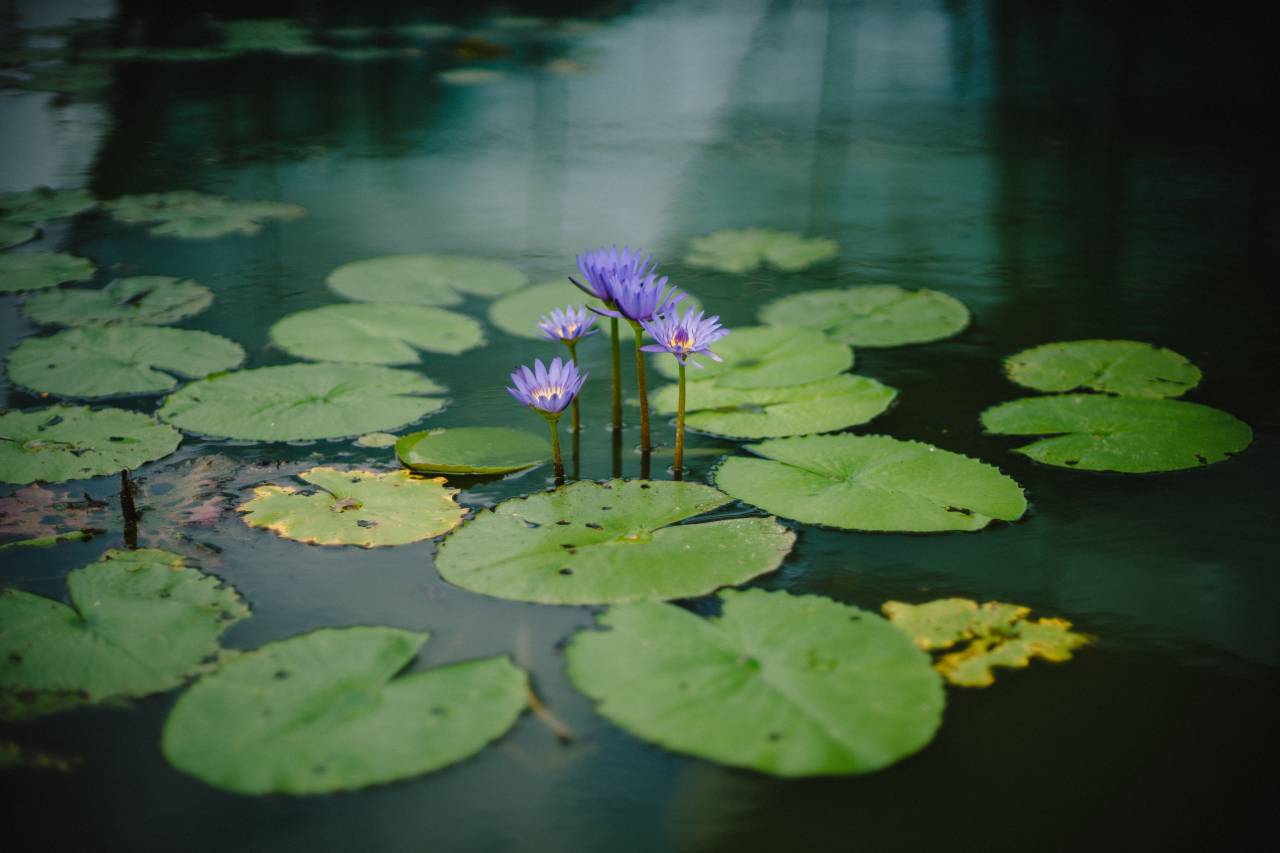 verde, folhas, planta, violeta, flor, outono, outono, natureza, rio, lago,