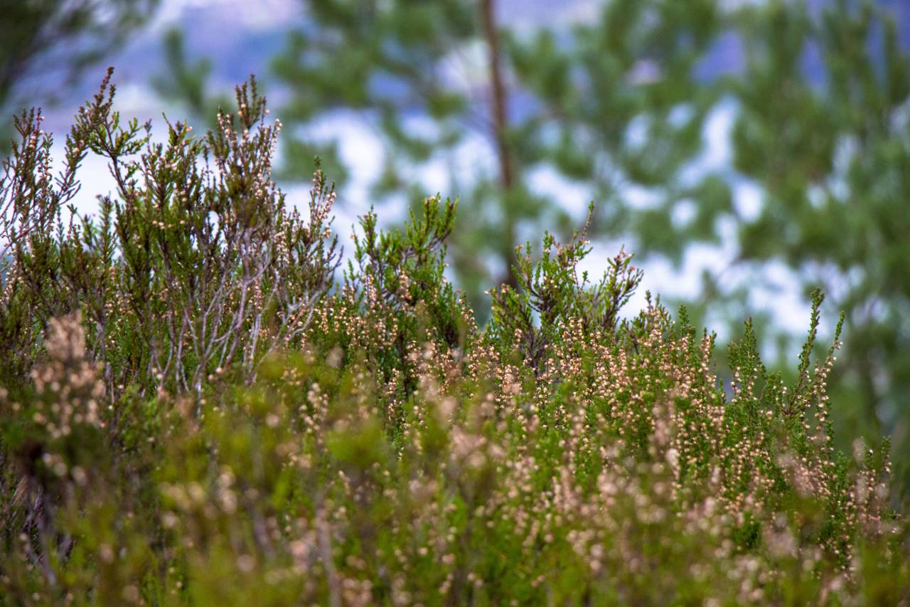 🥇 Image of heather plant wild green pink tree branch - 【FREE PHOTO ...