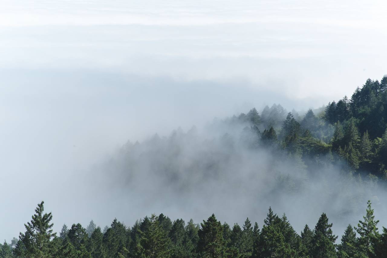 Montaña, bosque, árboles, pino, nubes, niebla, naturaleza, verde, blanco, cielo, vista