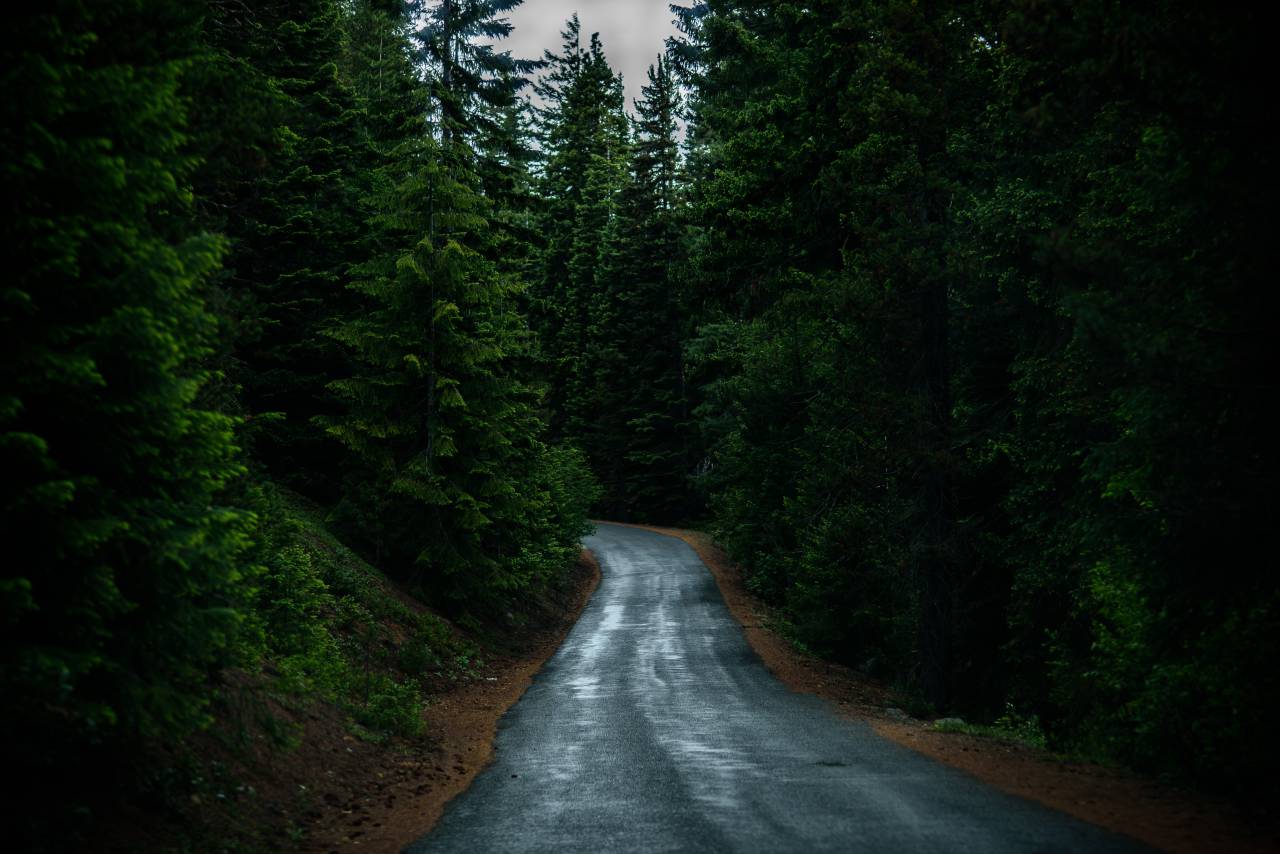 naturaleza, caminos, caminos, calles, asfalto, bosques, árboles, zigzag,