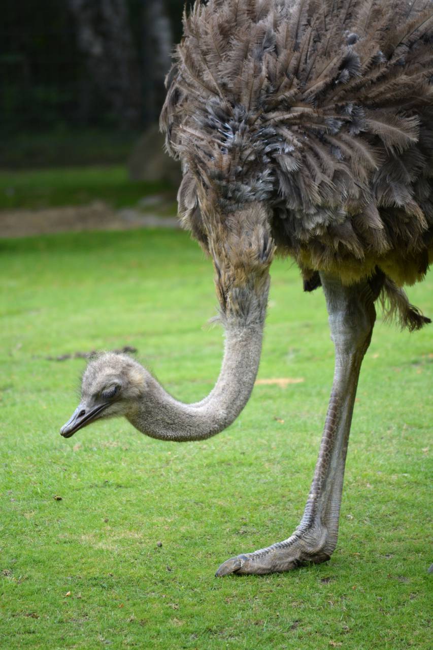 Avestruz, aves, vida silvestre, animales, zoológico, aire libre, naturaleza, pico, cuello, cara, plumas, aves, grandes