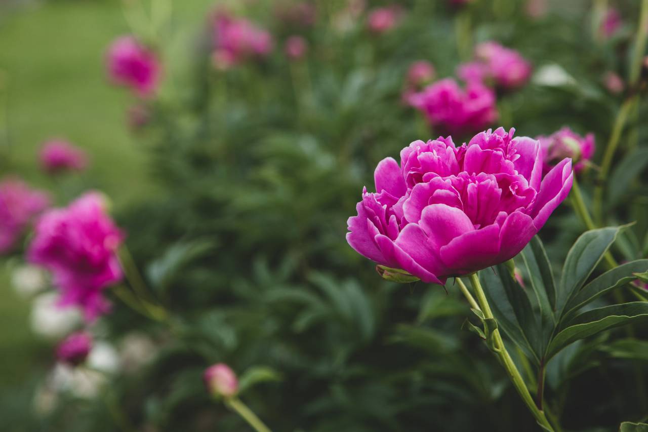 pink, blossoms, garden, flower, bloom, fresh, plants, outdoors, nature, spring, petals, beautiful, summer, flowers
, 