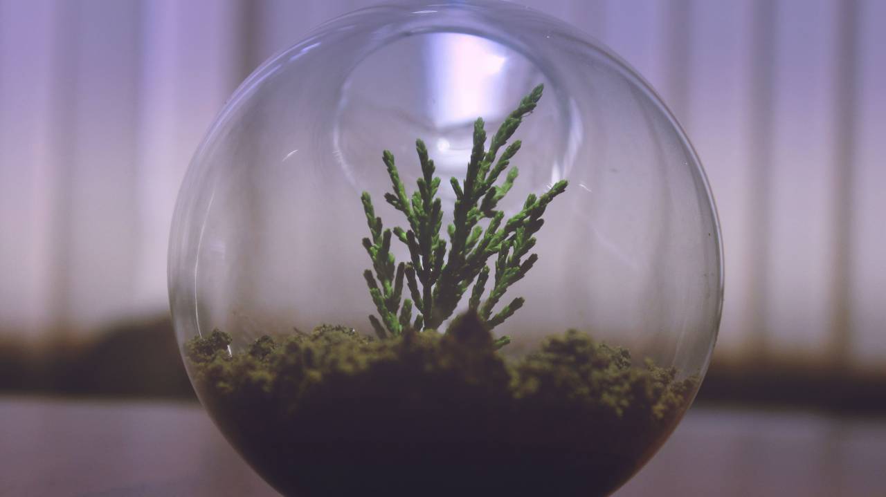 plant, aquarium, display, glass, bowl, soil, small, green, nature, closeup
, 