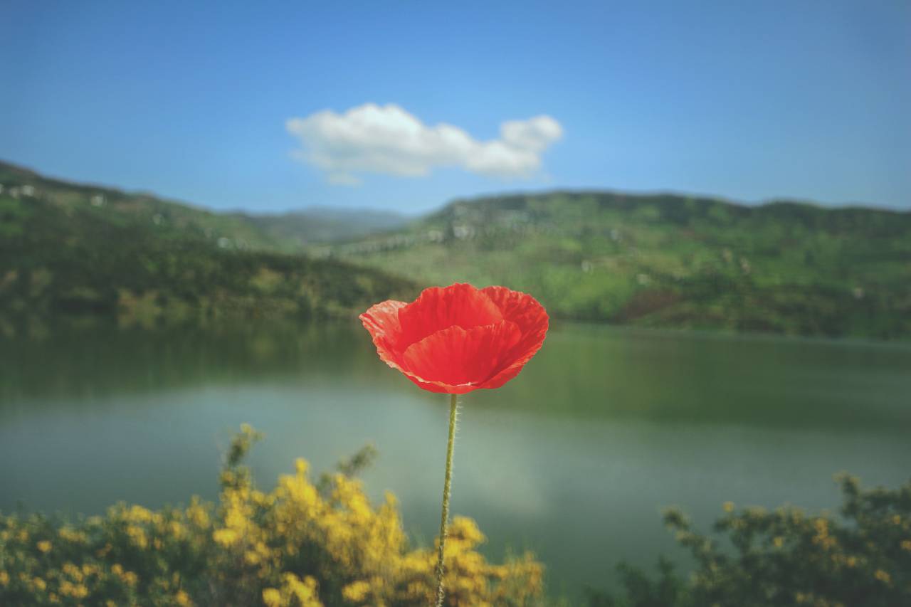 Rojo, pétalo, flor, flor, árboles, montaña, lago, agua,
