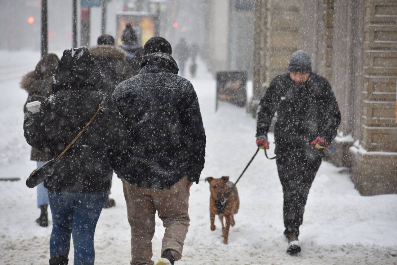 toronto;nieve;calle;caminar;perro,invierno,nieve,aire libre,perro,hombres,caminar,naturaleza,adulto,mascotas,temperatura fría,animal,ropa de abrigo,