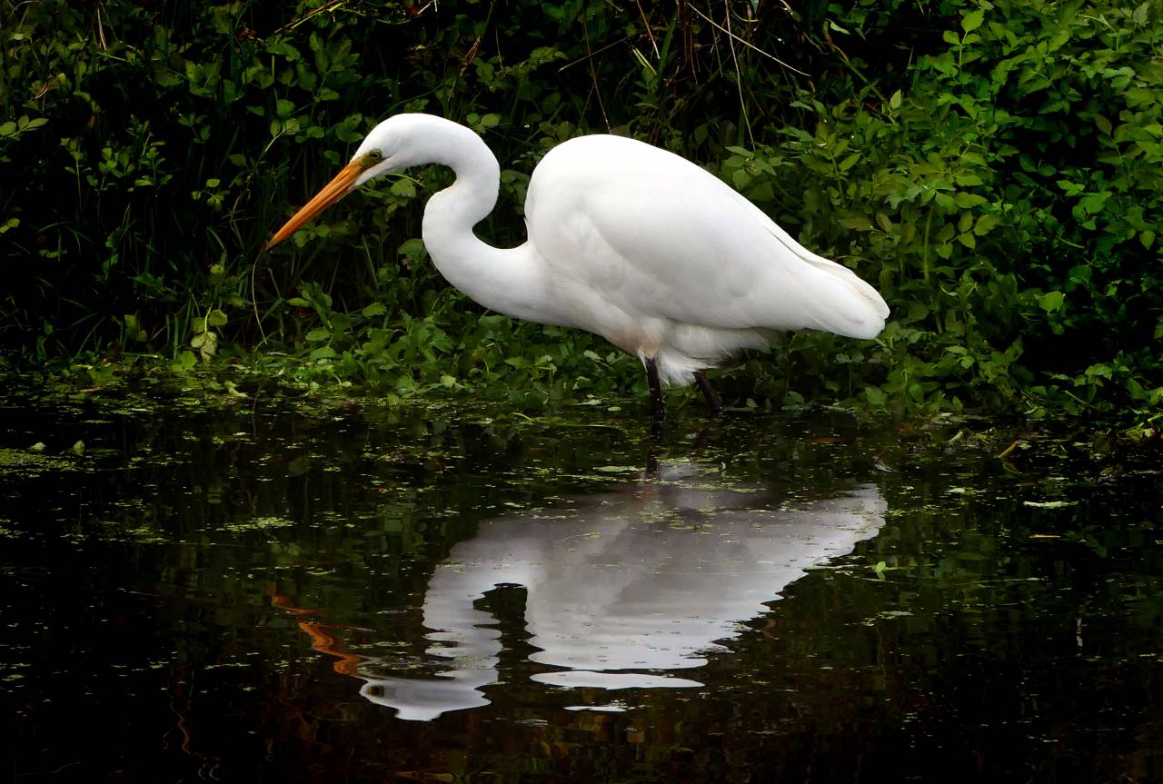 Blanco, garza, agua, aves, animales, vida silvestre, naturaleza, al aire libre, plumas,
