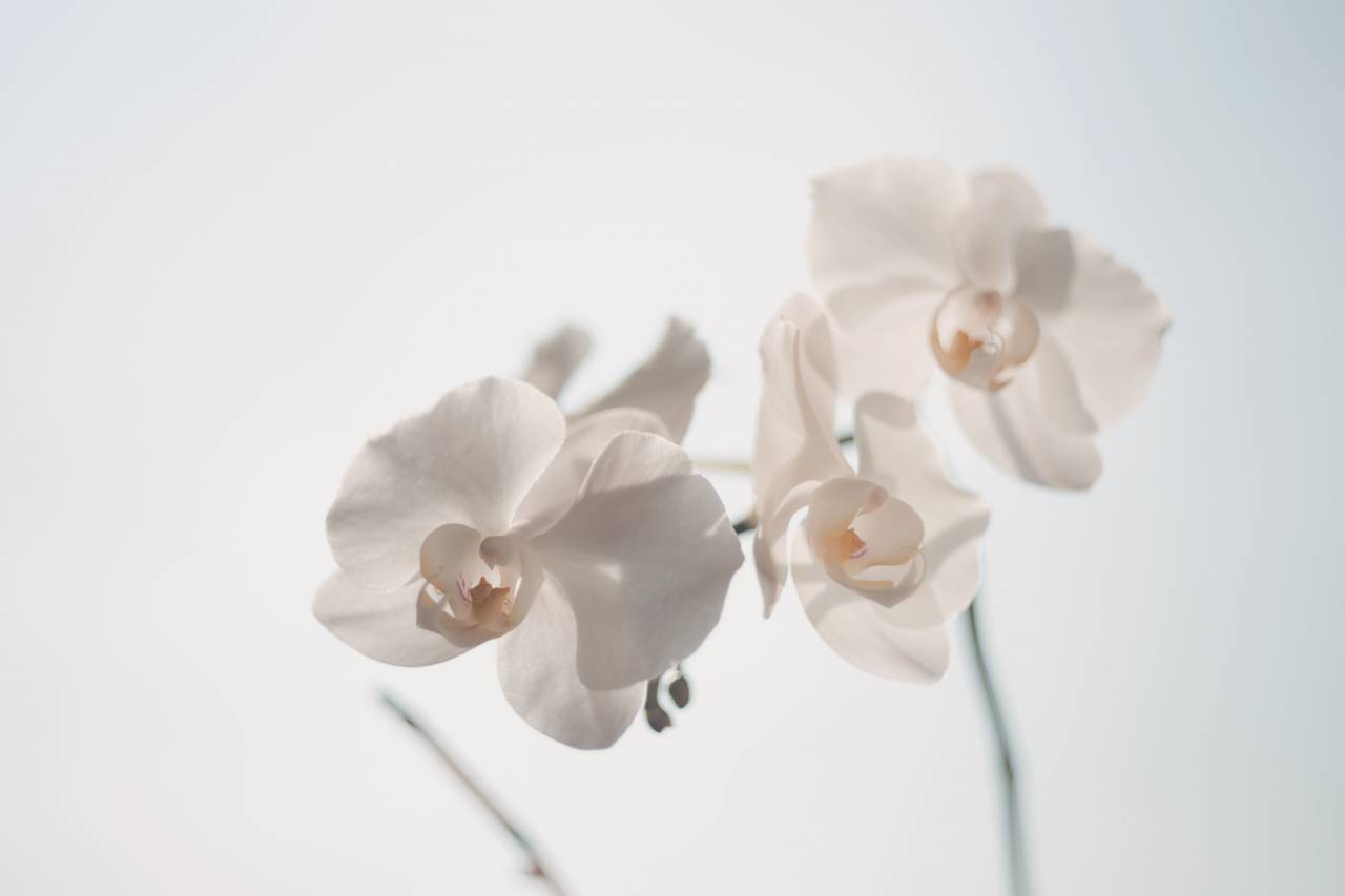 white, orchid, flower, nature, beauty
, 