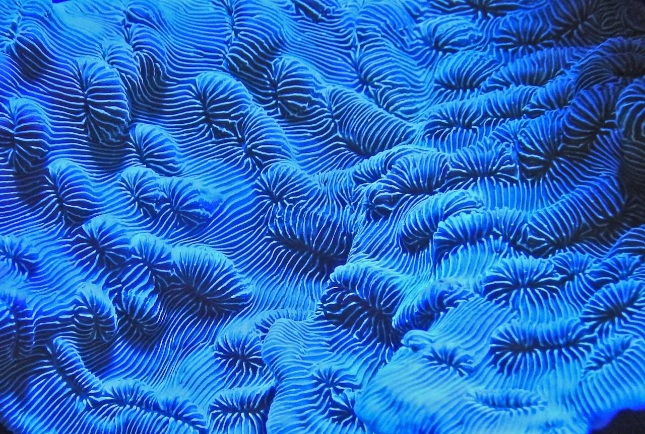 coral;reef;blue,blue,pattern,backgrounds,underwater,abstract,fish,nature,animal,reef,water,backdrop,design,wave,decoration, 