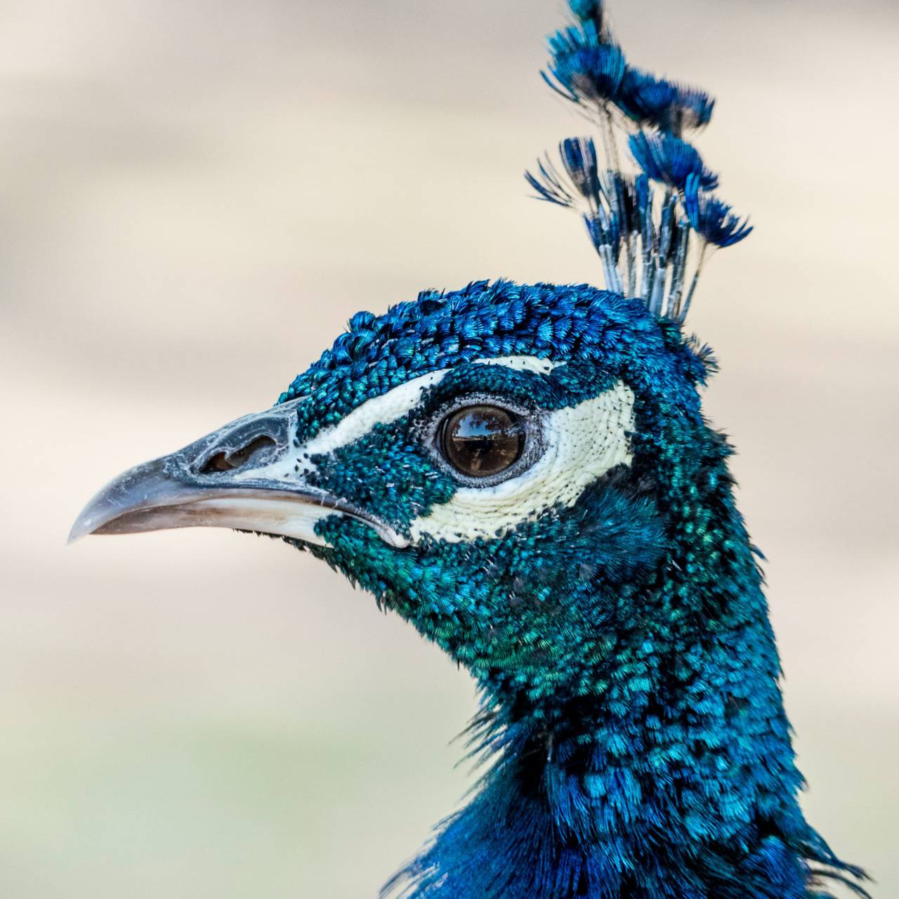 Peacock,pluma,animal,naturaleza,azul,peacock,close-up,pico,multicolor,cabeza de animal,animal macho,color verde,un animal,la belleza de la naturaleza,los animales salvajes,al aire libre,retrato,