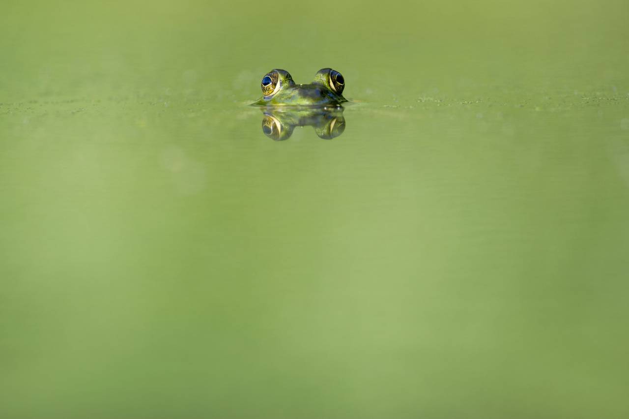 animals, frogs, amphibians, magnificent, cute, adorable, eyes, submerged, water, reflection, still, bokeh, minimalist, green
, 
