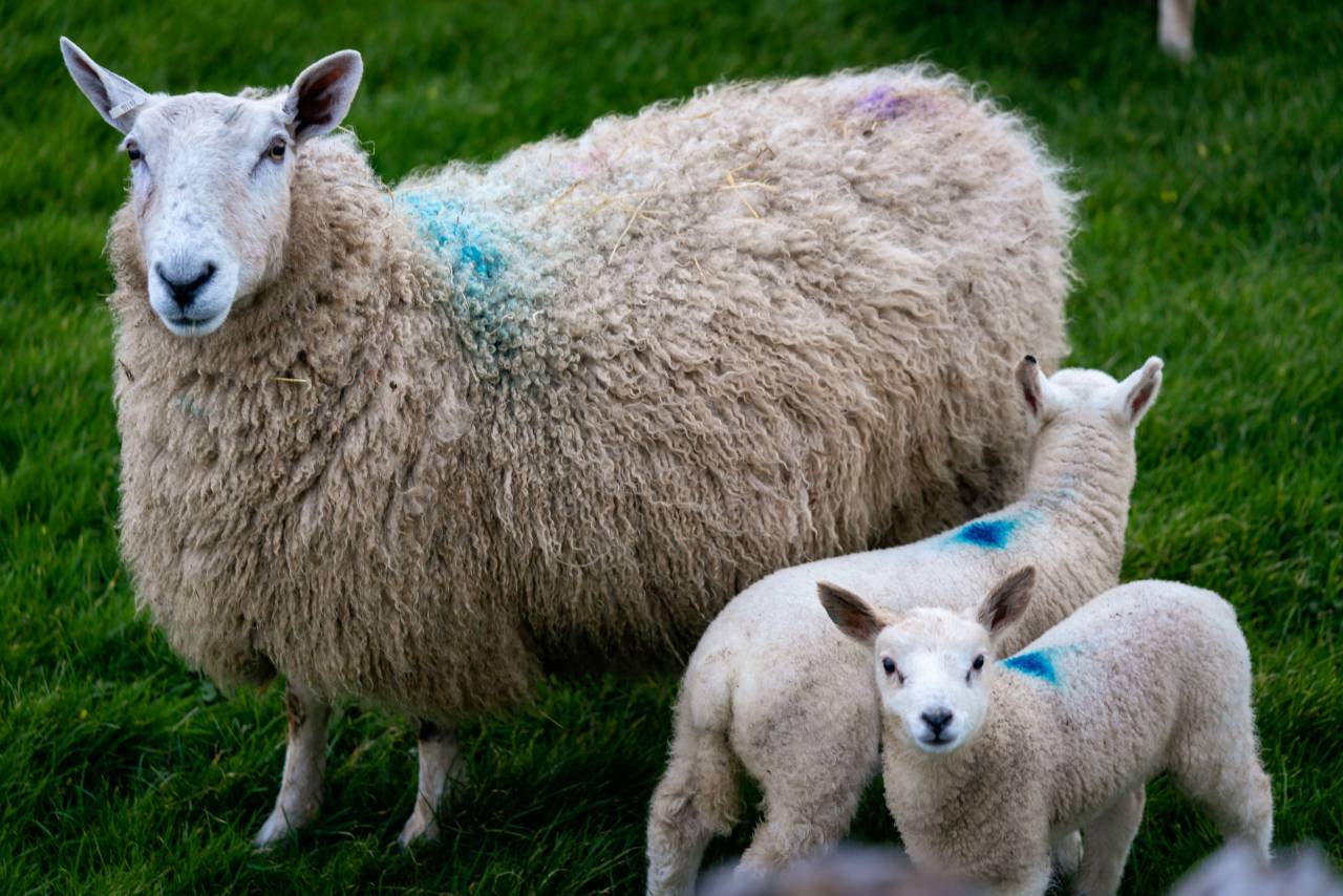baby, sheep, animals, nature, mother, family, wildlife, farm, lamb, livestock, country, grass, cute, maternal
, 