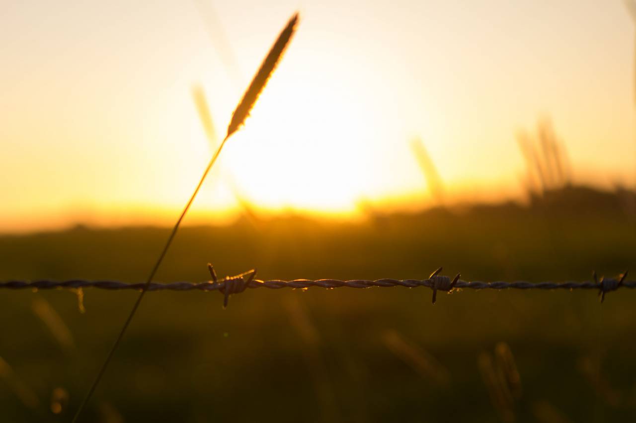 barbwire, fence, sunset, field, nature
, 