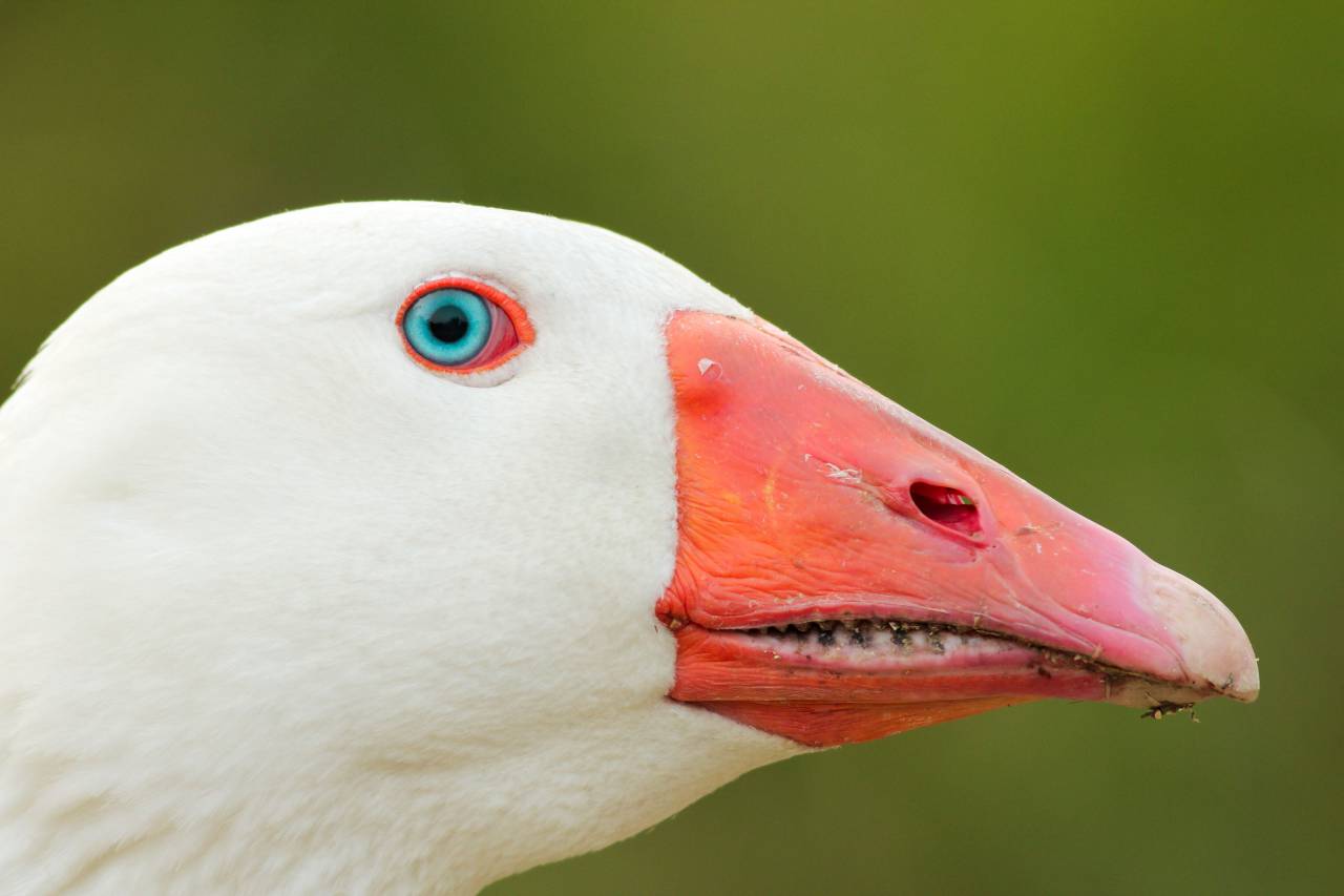 animal, ojos, pájaro, pico, pluma,