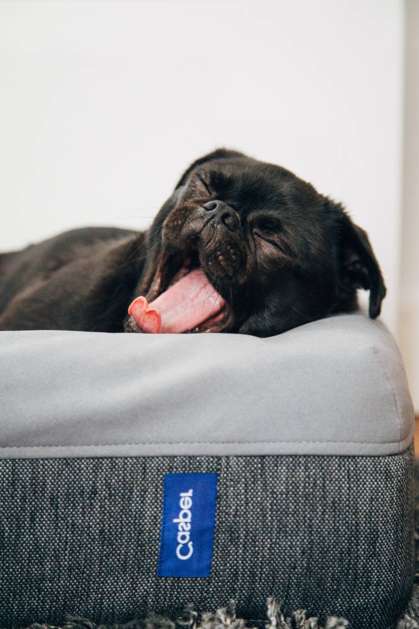 Black, Pug, Carlino, Dog, Yawning, Cute, Pet, Canine, Animal, Sleepy, Yawn, Purebred, Portrait, Close-up, Muzzle, Funny, Expression, Tired, Relaxation, Adorable, bed, mascot, 