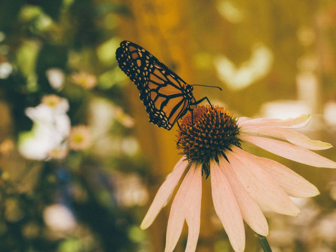 mariposa, insecto, flores, naturaleza, jardín,