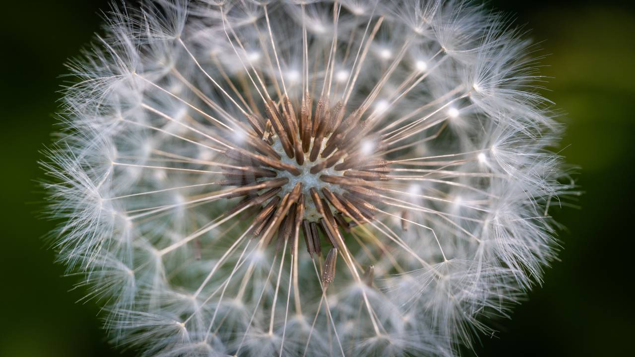dandelion, macro, nature, blossom, plant, flower, texture, natural, pattern, close up
, 