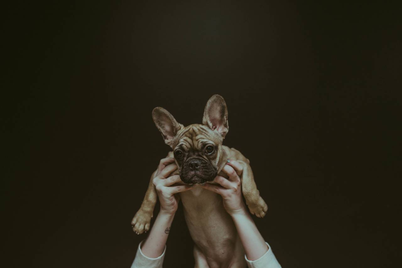 dog, puppy, animal, hands, owner, people, photography, ears, paws
, 