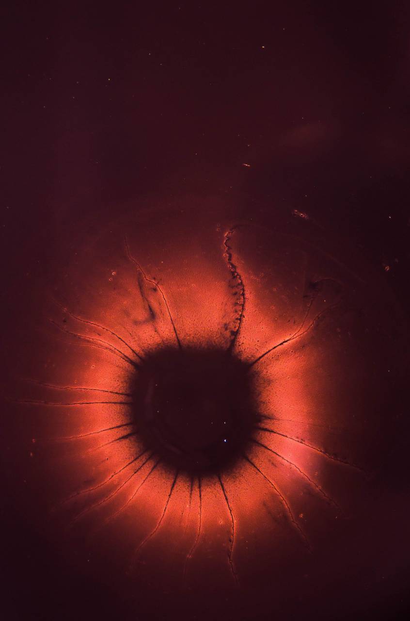 eye, red, iris, pupil, macro, close up
, 