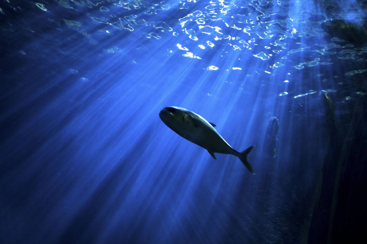 Pescado, submarino, mar, océano, agua, azul