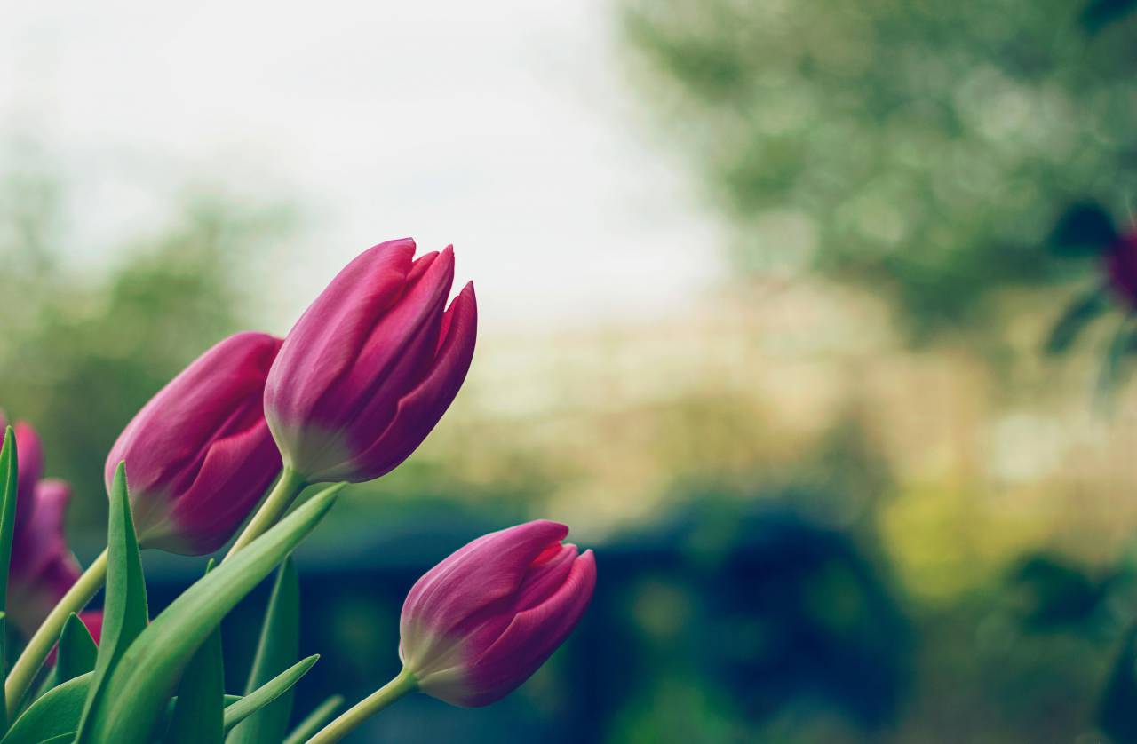 campo, desenfoque, flor, florancia, florecer, naturaleza, planta,