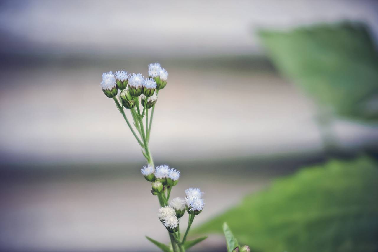 flower, nature, plant, outdoor, garden, blur
, 