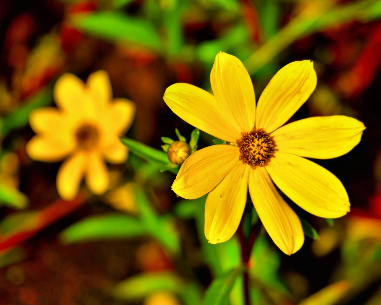 flower, nature, yeallow, plant, green, garden
, 