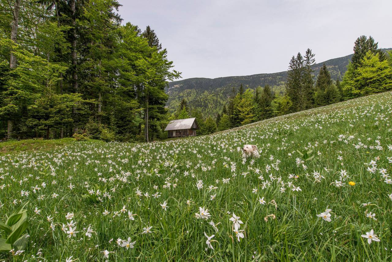 flower, white, petal, bloom, garden, plant, nature, autumn, fall, grass, leaves, trees, mountain, forest, woods, cabin, barn, brown
, 