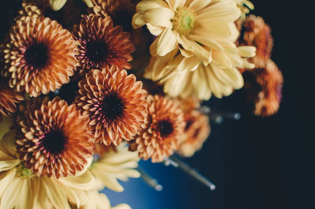 flower, yellow, petal, bloom, garden, plant, nature, autumn, fall, sunflower
, 