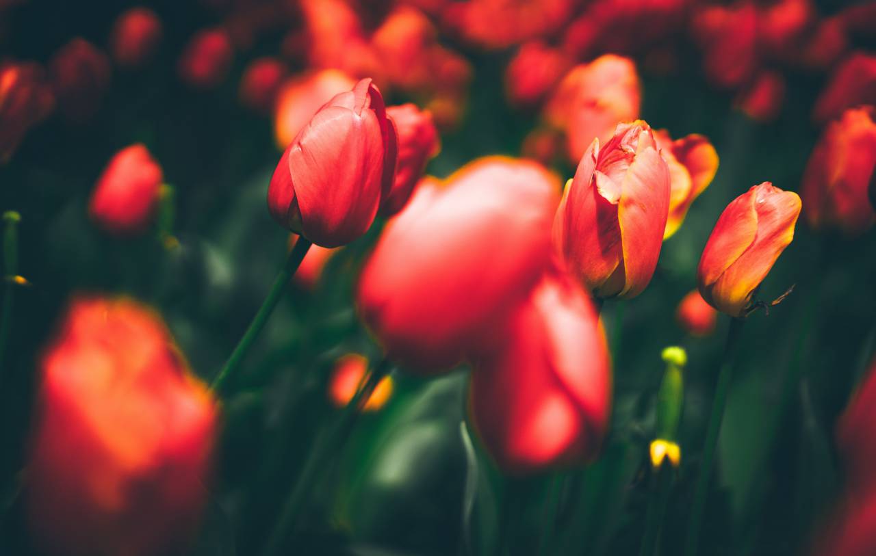 flowers, nature, blossoms, branches, bed, field, stems, stalk, red, petals, bokeh, outdoors, garden, tulips
, 