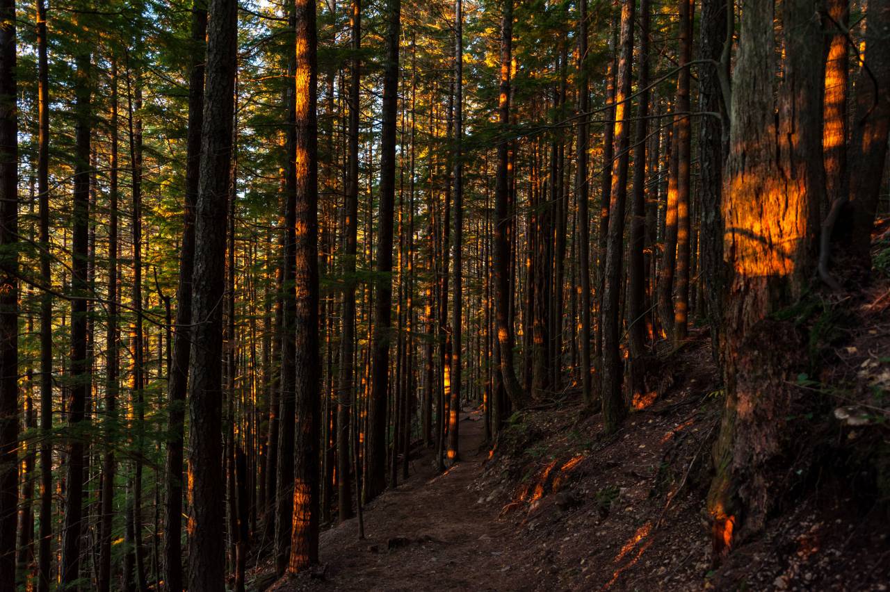 bosque, naturaleza, árboles, hojas, madera, montaña, plantas, camino,