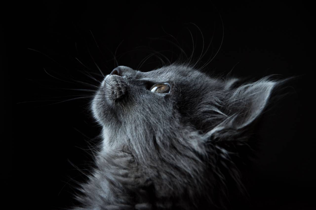 gray, cat, looking, curious, pet, animal, feline, black, background, wallpaper, hd
, 
