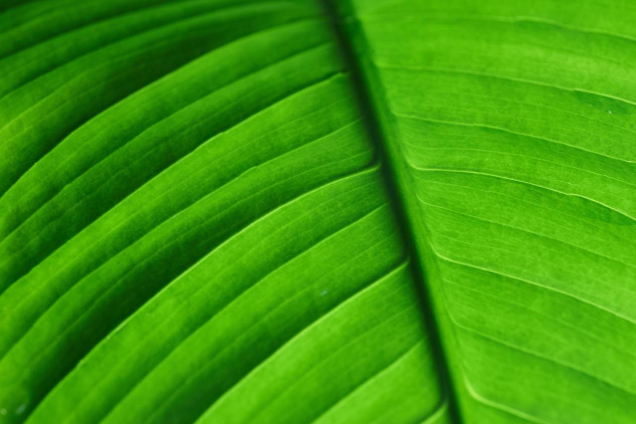 verde, hoja, resumen, fondo, natural, patrón, retroiluminado, planta, naturaleza, detalle, diseño, de cerca, hojas, papel tapiz, follaje, fresco, crecer, textura,