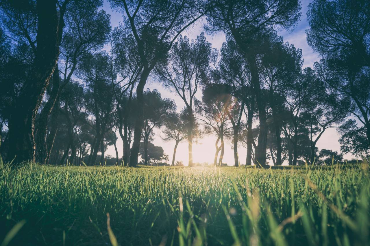 Verde, planta, naturaleza, agricultura, campo, granja, árboles, naturaleza, al aire libre, la luz del sol, el amanecer,