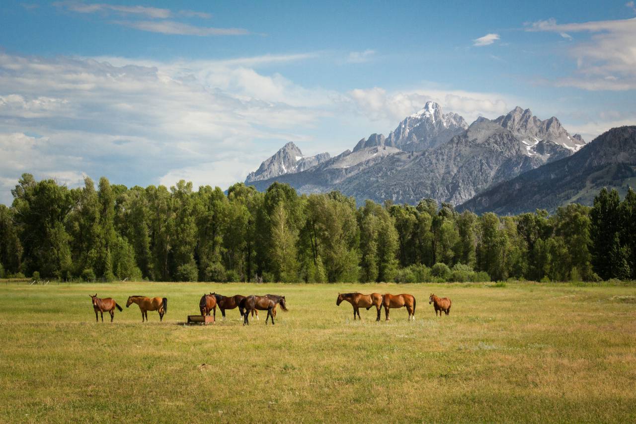 horse, animal, eating, green, grass, field, farm, trees, plant, nature, view, landscape, mountain, herd
, 