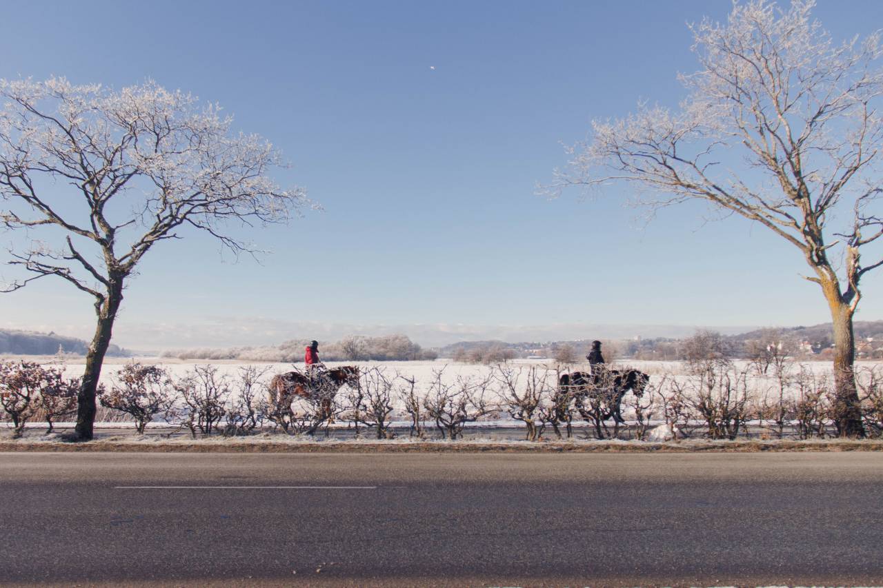 horse, ride, winter, snow, cold, road, trees, people, ice, sky, outdoors
, 