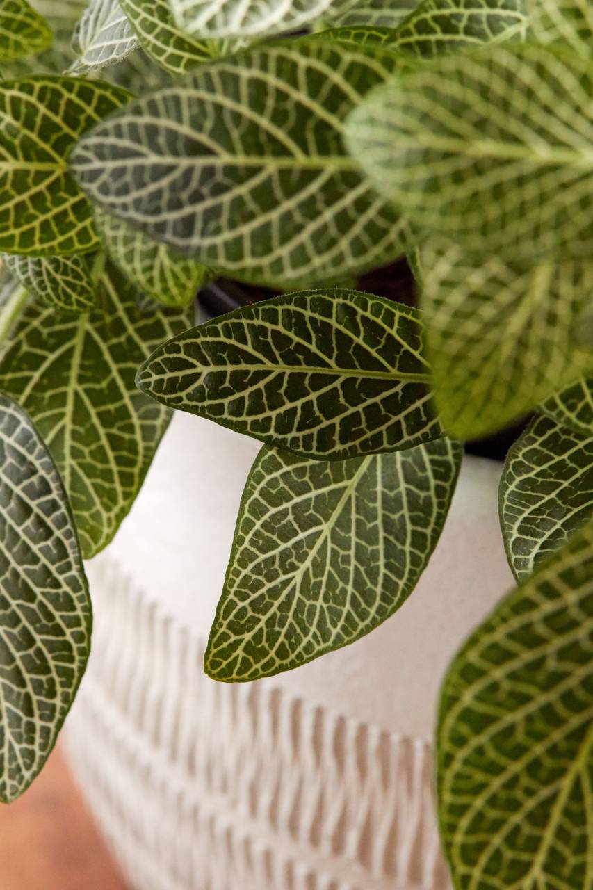casa, planta, interior, decoración, verde, planta, plantador, en maceta, hoja, hojas, naturaleza, crecer, botánica, decoración, hogar, jardín, fresco, de cerca, patrón,