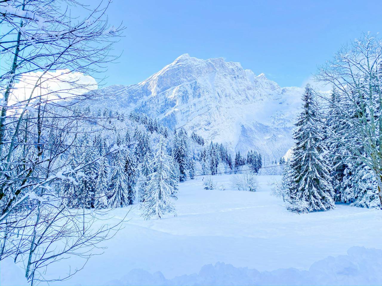 bosque de pinos nevado, montañas, país de las maravillas invernal, paisaje, naturaleza, árboles de hoja perenne, picos nevados, nieve fresca, tranquilo, serenidad, silencio, majestuoso, pacífico, asombroso, desierto, naturaleza intacta, escarchado, luz del sol, aire cristalino, escénico vista, aventura, 