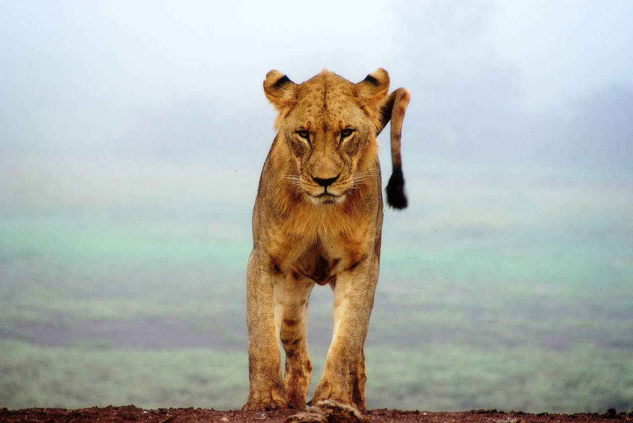 lion, animal, wildlife, mammal, highland, view
, 