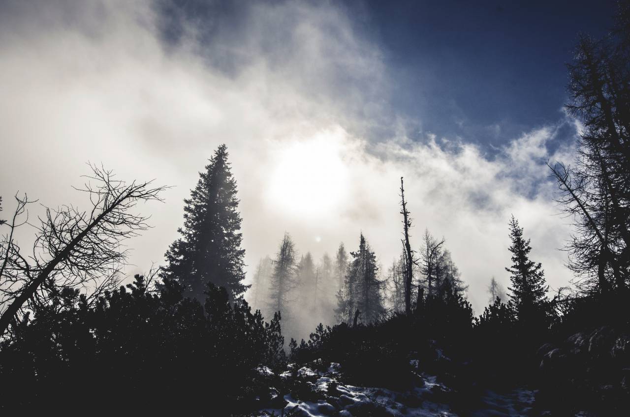 mountain, clouds, sky, fog, dark, pine tree, trees, forest, woods, dark
, 