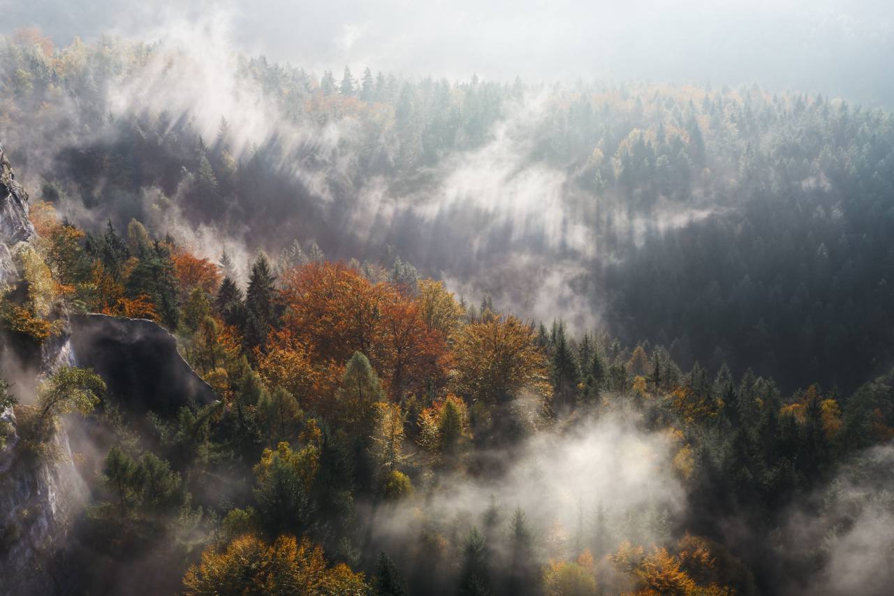 naturaleza, paisaje, árboles, bosques, bosques, niebla, otoño, otoño, verano,
